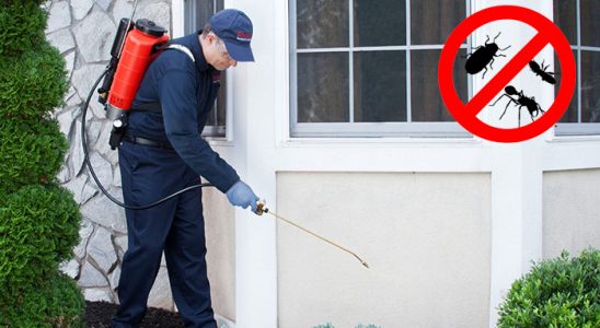 Harmandalı Uçan Haşere İlaçlama böcek ilaçlama ve haşere kontrolü — ilaclama-tr.com